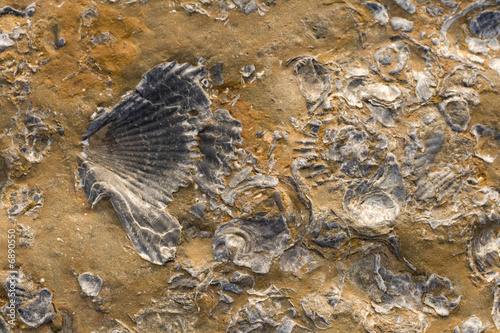 Rocks with embeded fossils in Whitby