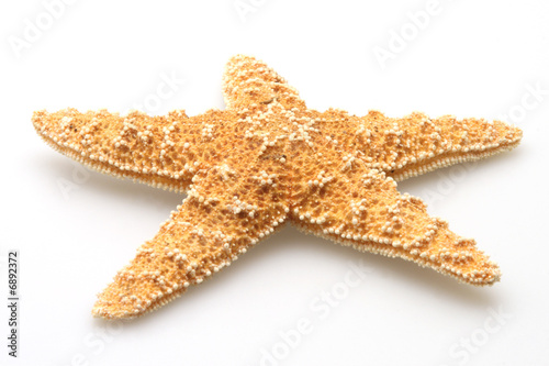 Natures Starfish