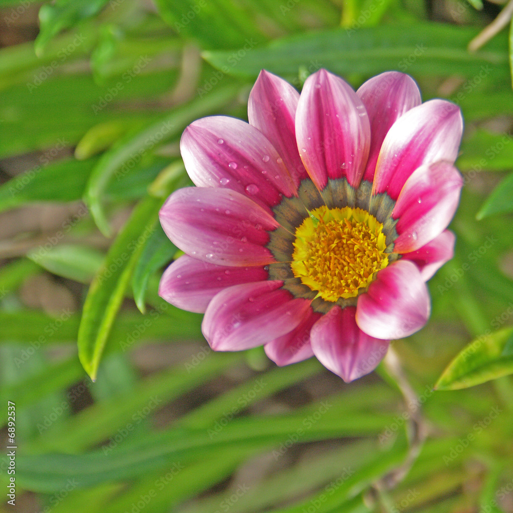 Obraz premium fleur-soleil rose