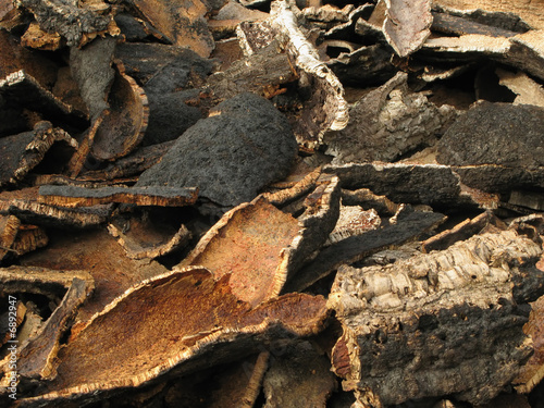 Harvested Burnt Cork Oak from Fires