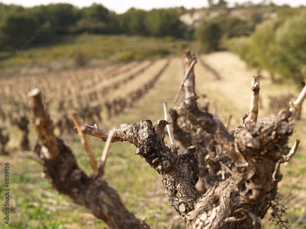 Fototapeta premium provence