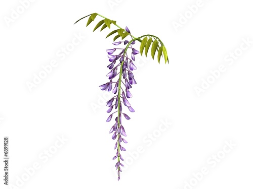 Glycine