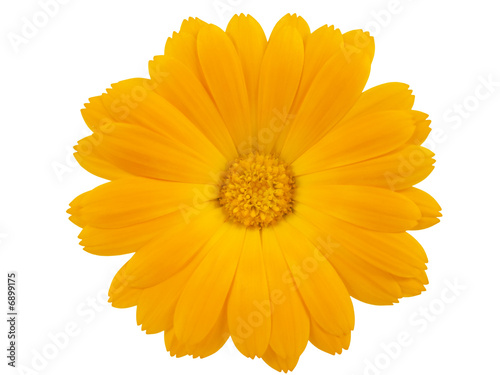 View of a yellow marigold isolated on white
