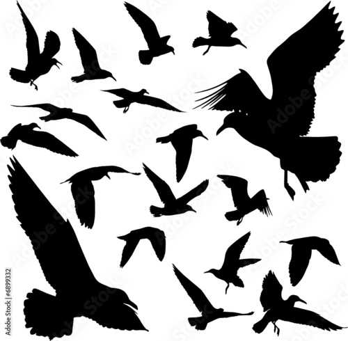 Some silhouettes of seagulls flying