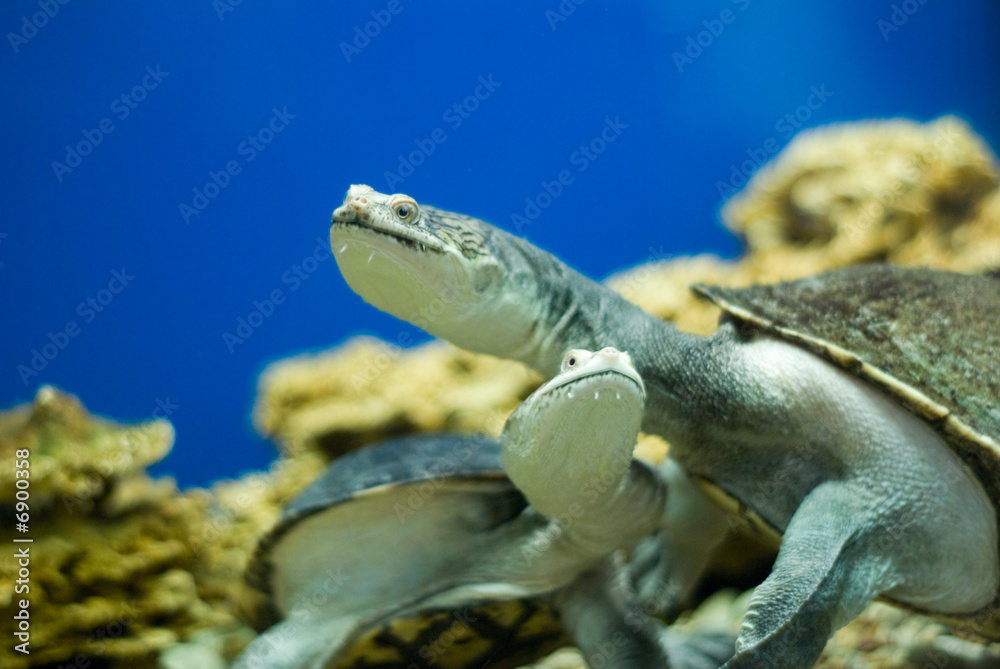 Water turtle Water turtle