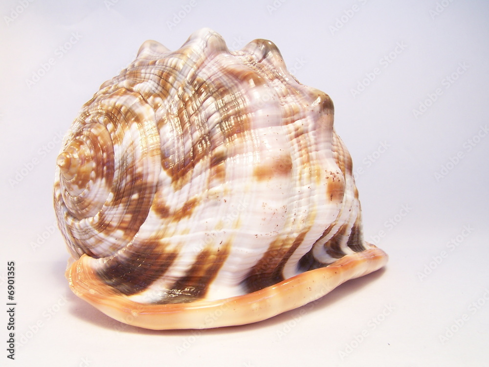 Shell Shell