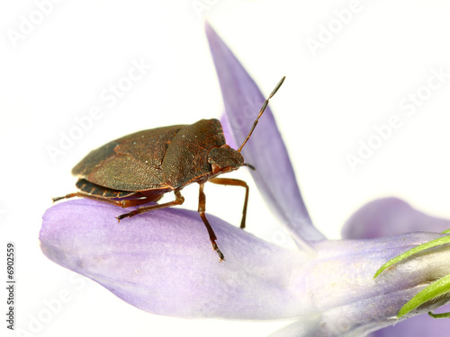 bed-bug on flower