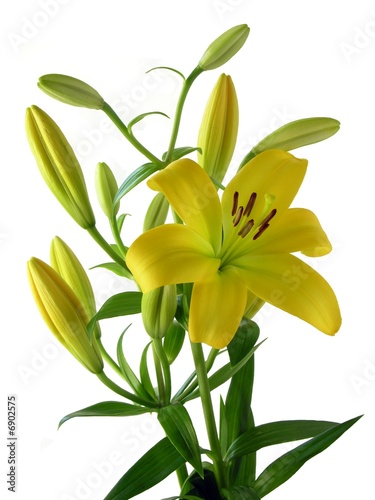 Fototapeta Naklejka Na Ścianę i Meble -  yellow lily flowers and buds