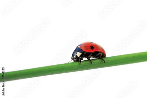 ladybug on leaf