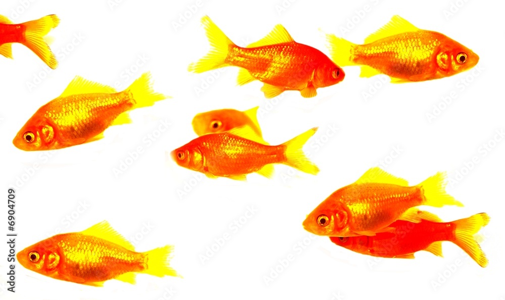 quelques poissons quelques poissons