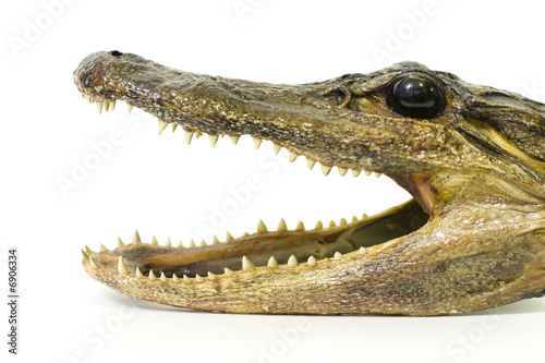 Baby Alligator Head 1