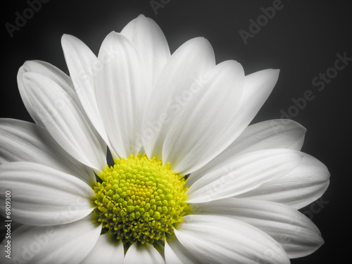 Daisy on black background.