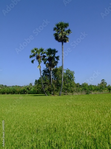 Campagne et rizieres au Cambodge