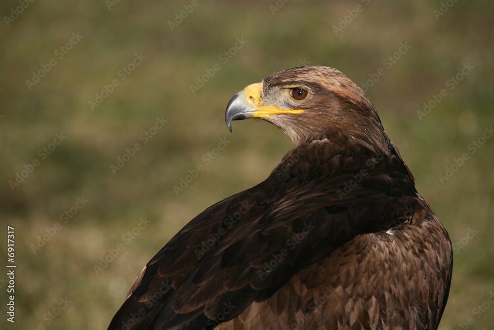 Steinadler Steinadler