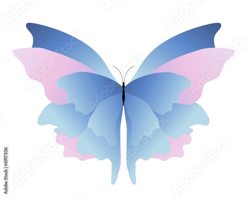 Pink blue butterfly