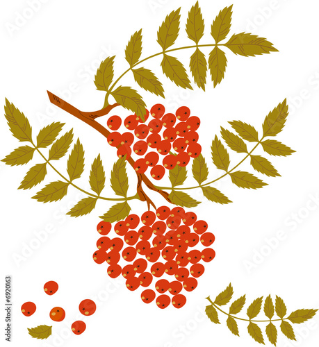  Branch of  mountain ash with red berries on white background