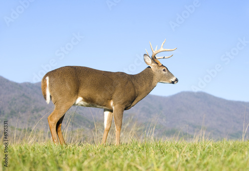 whitetail buck and blue sky