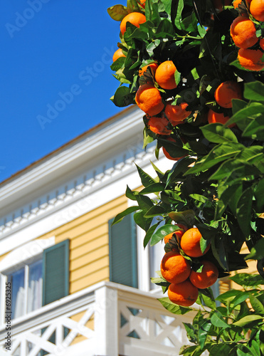 Orange Tree by House