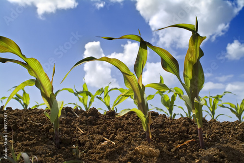 young corn plants field