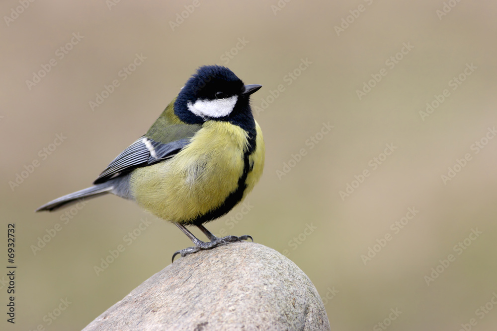 Parus major