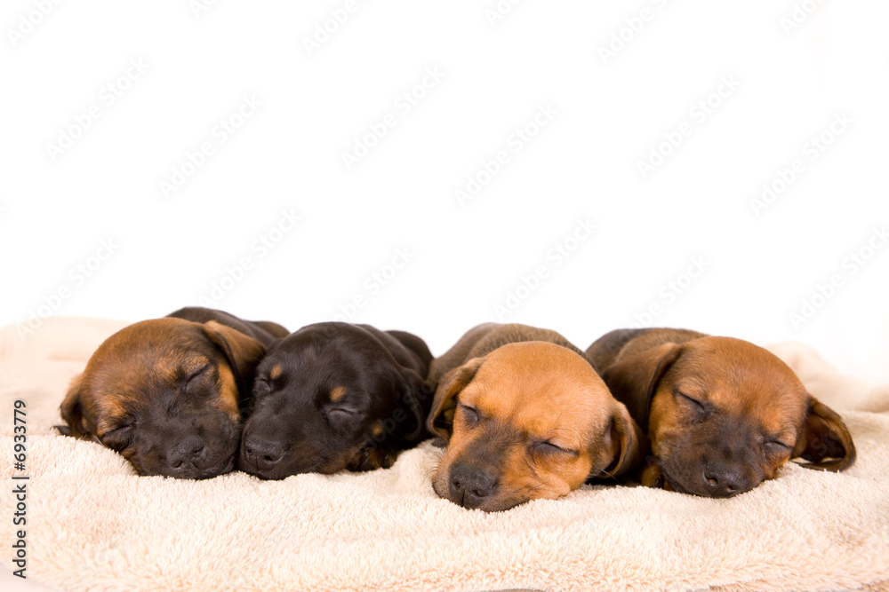 Cute puppies Cute puppies
