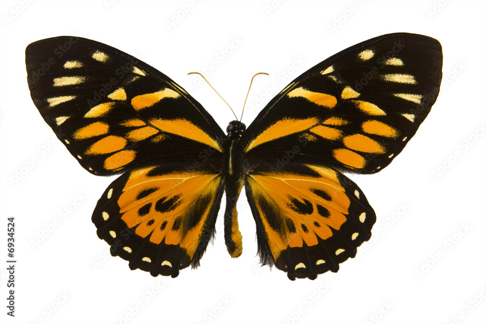 Obraz premium Bright butterfly from tropics