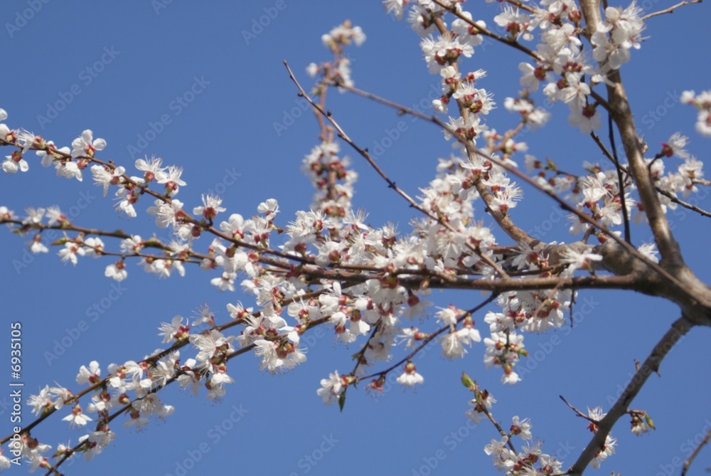 blooming blooming