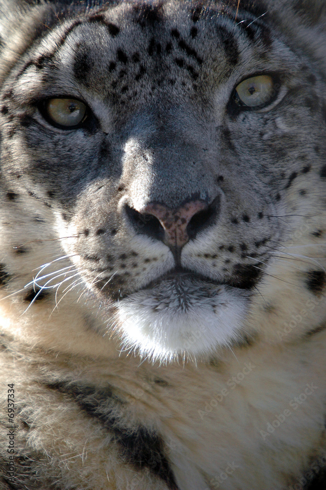 Close up portrait of a Snow Leopard