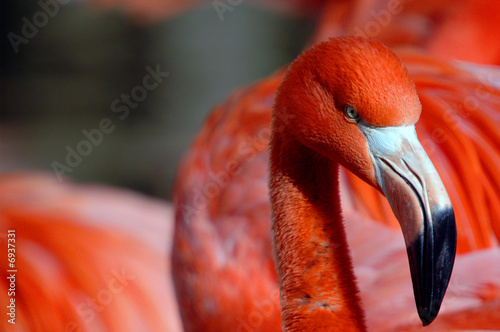 Portrait of a Pink Flamingo
