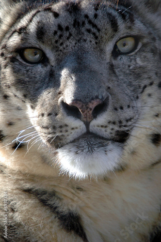 Close up portrait of a Snow Leopard