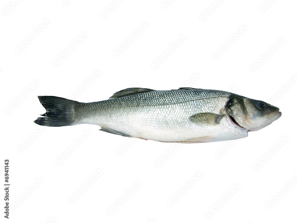 Obraz premium Branzino(spigola,Dicentrarchus Labrax)scontornato