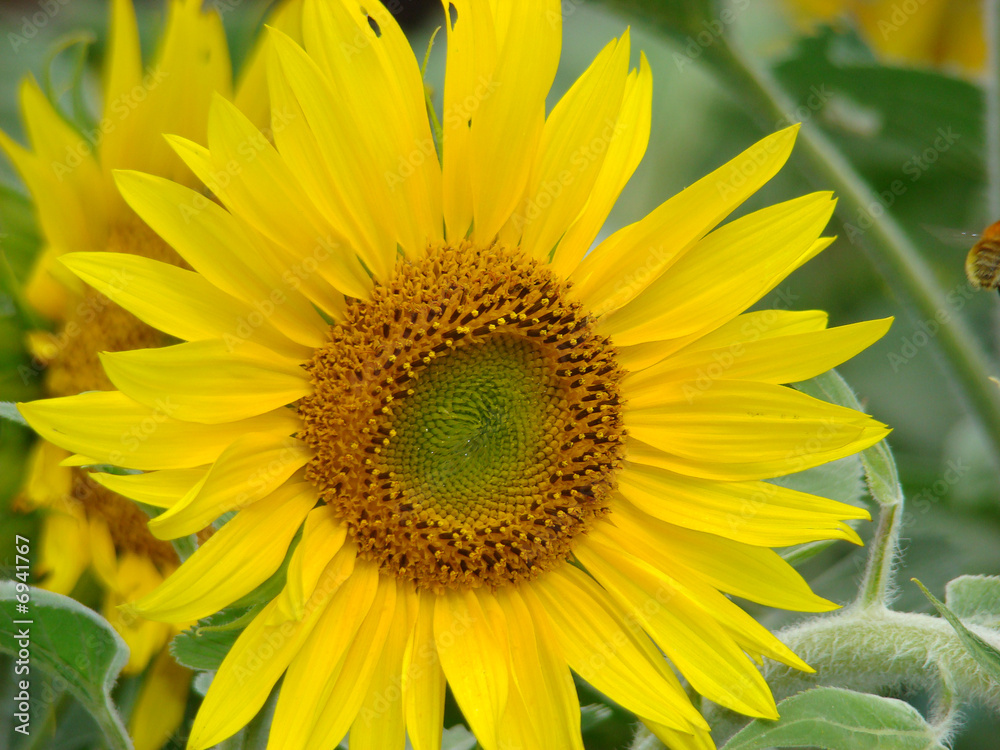 Tournesol,Aude