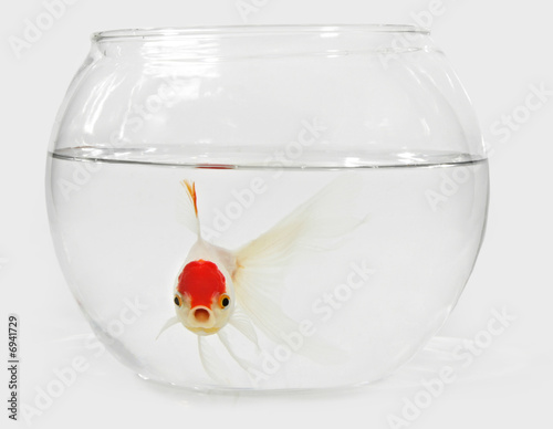 goldfish in bocal