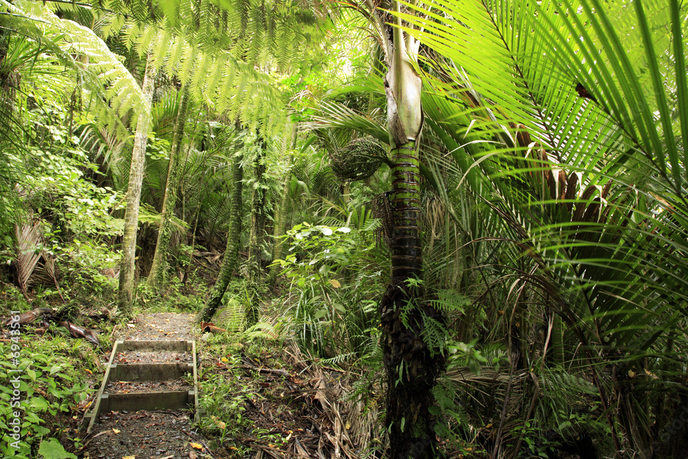 Trail inside tropical forest Trail inside tropical forest