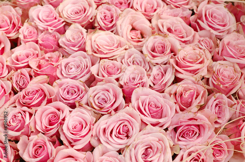 Pink roses background © Norman Chan