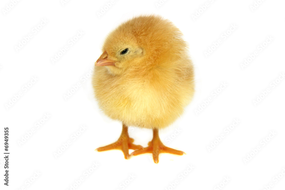 chicken chicken