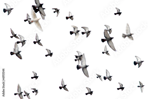 pigeons in white sky