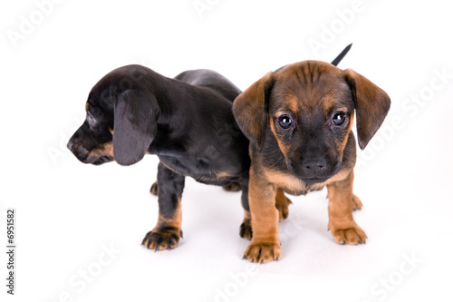Puppies of dachshund
