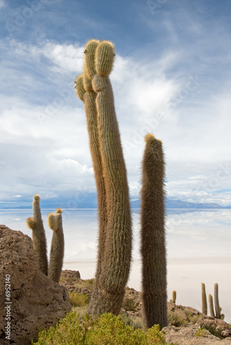 Cardon cactus at Isla de Pescado, bolivia