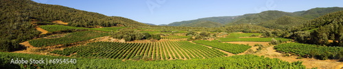 Paysage de vignes panoramique