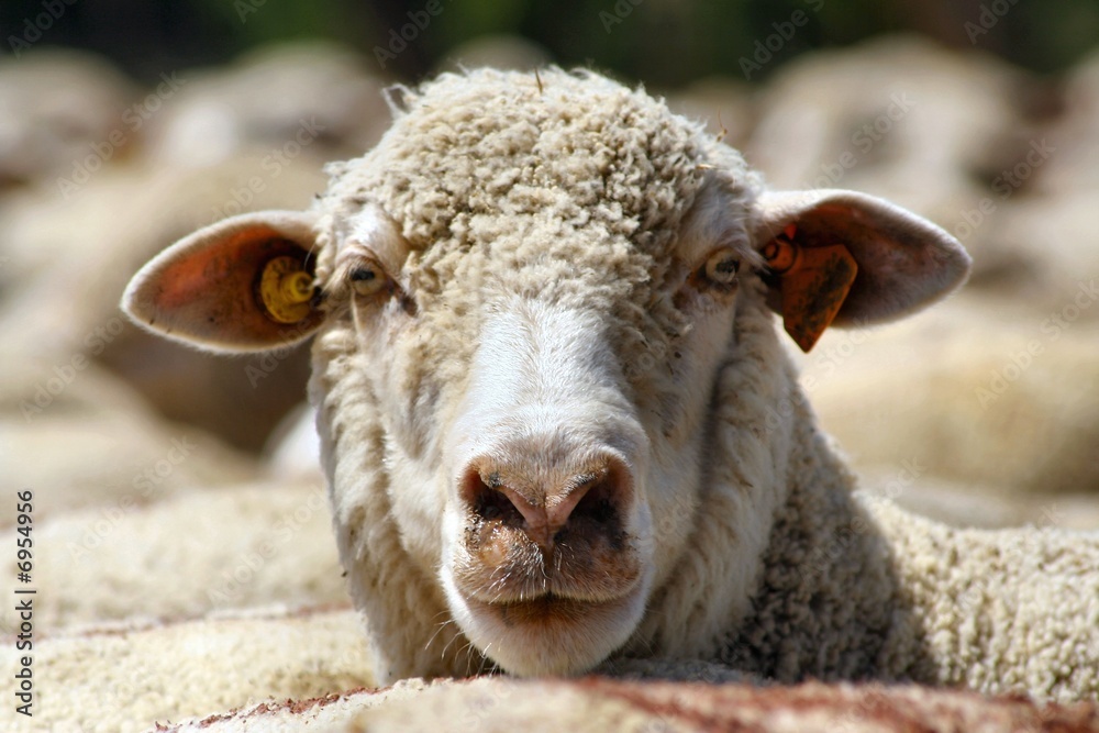 Obraz premium Mouton