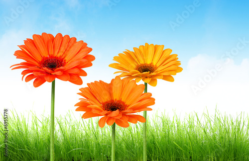 Fototapeta Naklejka Na Ścianę i Meble -  Fleurs et herbe
