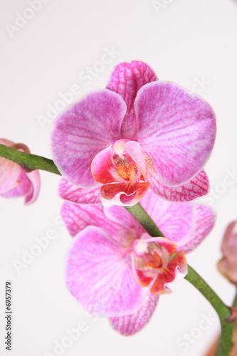 Moth orchid closeup