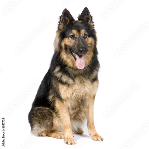 German shepherd  3 years 