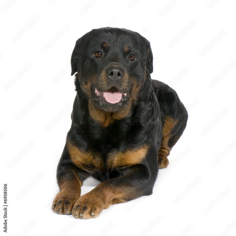 rottweiler (3 years)