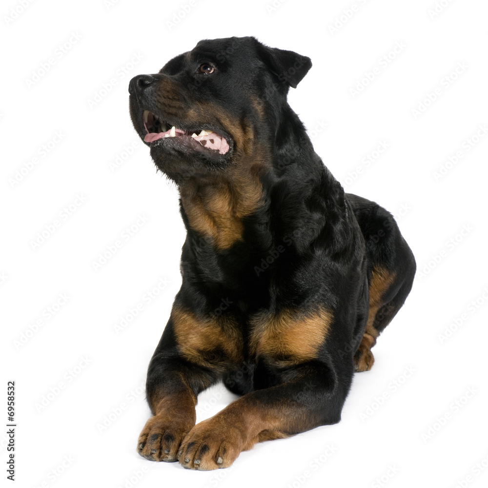 rottweiler (3 years)