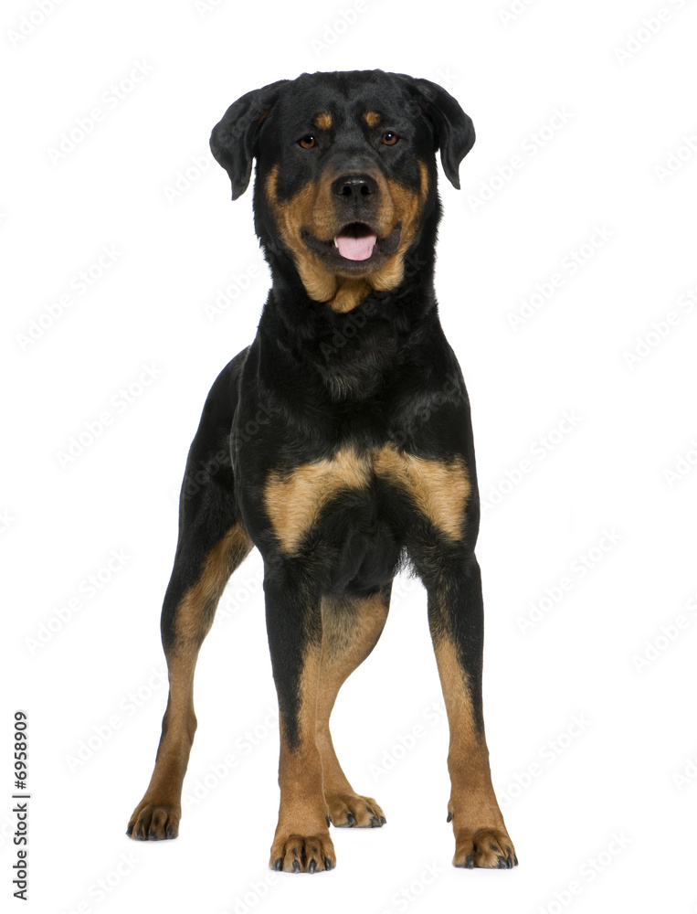 rottweiler (2 years)