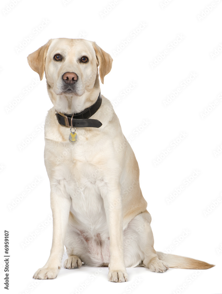 Labrador (4 years)