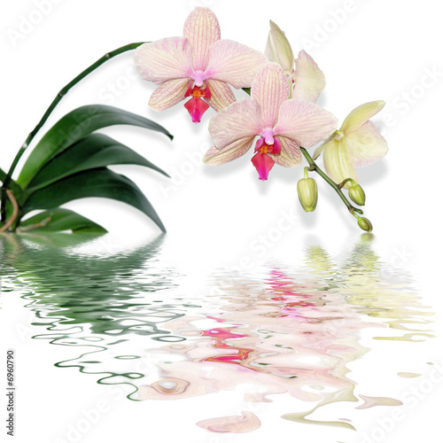 Fototapeta Naklejka Na Ścianę i Meble -  reflet de phalaenopsis - orchidée papillon