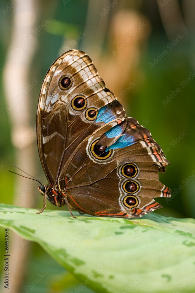 Naklejka premium profil motyla